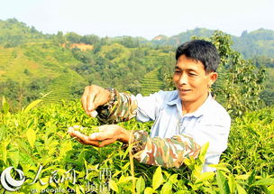 采茶体现了茶农的什么品质呢