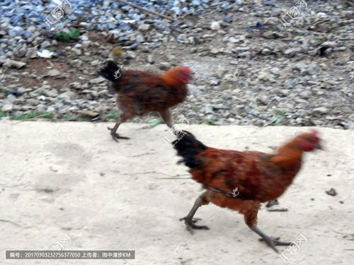 家禽是指什么动物