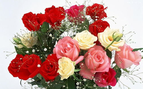 玫瑰花象征什么意义?