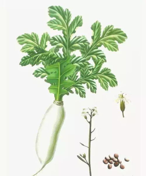 菔的拼音，菔莱子的功效与作用