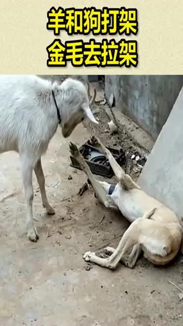 羊和狗相克还是相冲，羊和狗在一起谁带财
