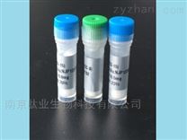 glu是什么氨基酸的缩写?