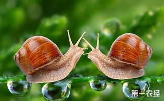 蜗牛的秘密六年级作文