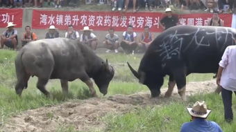 小黑牛加速器下载官网，小黑牛outline