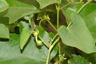 天仙藤的功效与作用用量，天仙藤的功效与作用归经