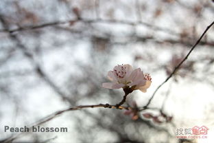益阳桃花缘是哪个开发商?