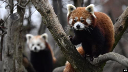 species怎么读，species的复数