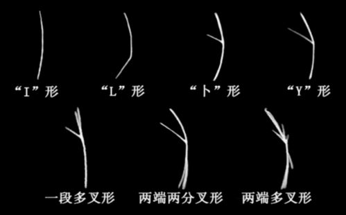 形态各异有哪些近义词?