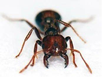 工蚁能繁殖吗，工蚁可以变成蚁后吗