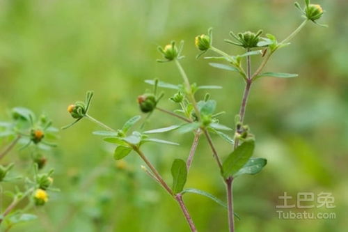 伸筋藤的功效与作用禁忌，伸筋藤的功效与作用及食用方法