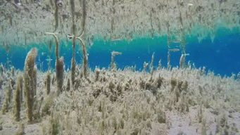 地质上的概念“钙华”是什么?