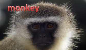 猴子用英语怎么写单词?
