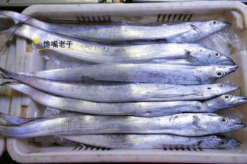 什么鱼叫净海龙