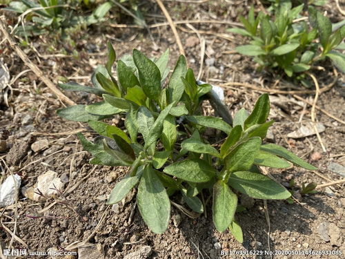 星宿菜根的功效与主治，星宿菜学名