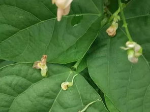 荚蒾，荚姓氏怎么读