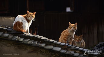 屋顶上有猫便会带来坏风水吗