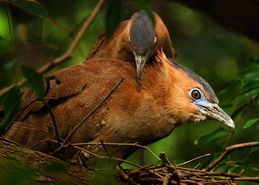鳽鸟怎么念，鳽读什么