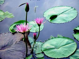 三年级语文下册荷花小练笔，三年级语文下册荷花教学反思