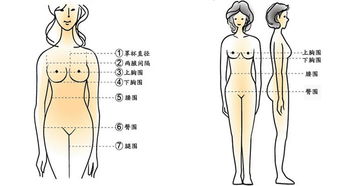 三围尺码身材对照表，三围女生怎么测量
