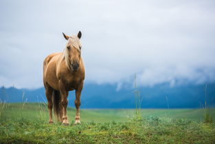 属马今年多少岁