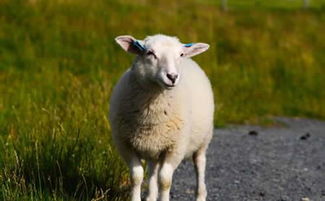 梦见羊顶我是什么预兆，梦见羊周公解梦