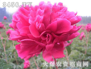 枣红色门搭配装修效果图，枣红裤子配什么颜色上衣和鞋子