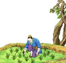 拔苗助长寓意一样的故事，拔苗助长寓意和道理