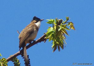 良禽择木而栖，良禽择木而栖,贤臣择主而事