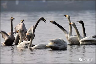 凌空翱翔的意思。