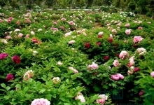 菏泽市牡丹区天气预报15天查询结果，菏泽市牡丹区天气预报15天查询