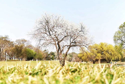 芳树无人花自落,青山一路鸟空啼