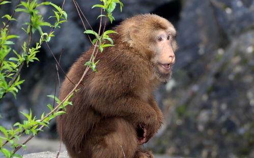 憨态可掬详细资料大全