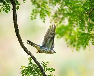 杜鹃啼血的故事