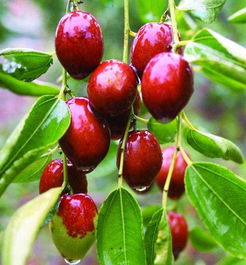 胶枣是什么东西，胶枣是怎么制成的呢