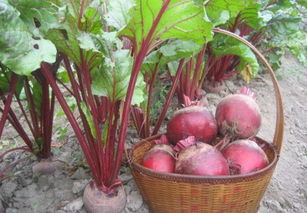 甜菜的拼音是什么写，成年快速学拼音的软件