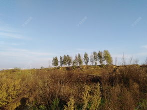 老鸹窝里出凤凰，老鸹窝里出凤凰指什么生肖