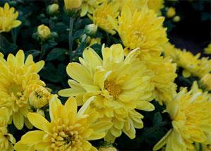 菊花什么时候开花大概几月到几月份，菊花什么时候开始长花苞