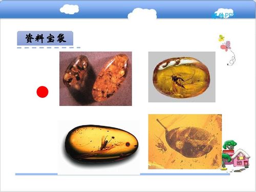 北师大版教材,{琥珀}课文教案,预习资料。最好有课件。