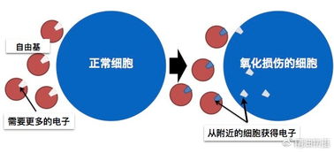 自由基是怎么形成的是不是黑色素，自由基是什么?对人体有何危害