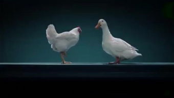 鸡同鸭讲 1080p，鸡同鸭讲电影