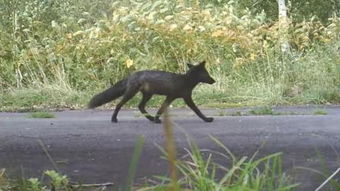 黑狐狸图片，黑狐狸与高玲花谁会先掉马