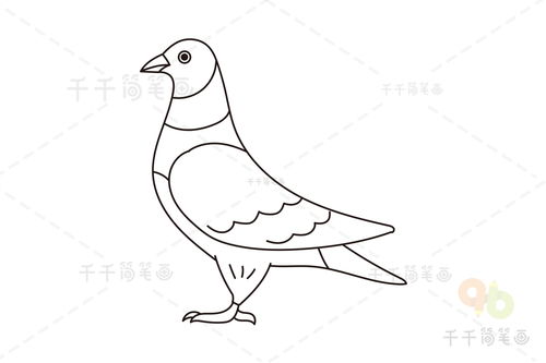 鸽子怎么画简单又漂亮