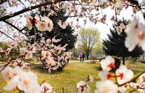 芳树无人花自落,春山一路鸟空啼意思，芳树无人花自落,春山一路鸟空啼什么修辞手法