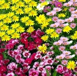 姹紫嫣红的近义词是什么意思，姹紫嫣红 近义词