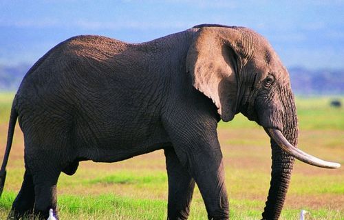 大象的英语怎么读 单词怎么写的，狮子的英语怎么读