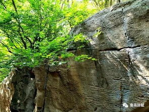 立根原在破岩中,任尔东西南北风，竹石咬定青山不放松立根原在破岩中