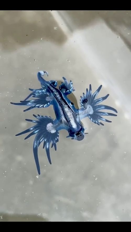 神兽是什么意思