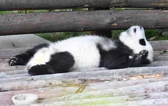 憨态可掬的拼音怎么写，憨态可掬怎么写?