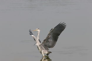 heron鱼竿是什么牌子