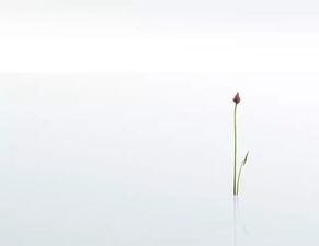 洗尘是什么意思